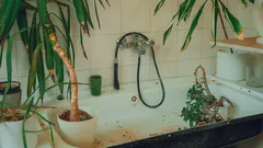 Plantas decoram a pia de uma casa de banho moderna
